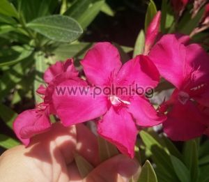 Oleander dark pink, 'JR'
