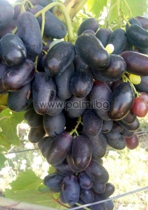 Table grape Attika