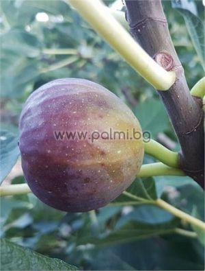 Fig variety Mavri Polyphori
