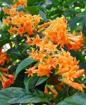 Cestrum aurantiacum, Оранжево нощно цвете, Нощен жасмин, Кралица на нощта от разсадник Палм Център на Ботаническа градина - Пловдив 