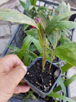 Carpentaria acuminata, Палма Карпентария