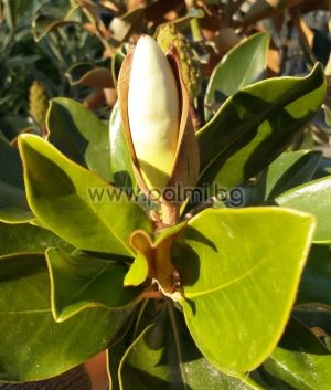 Evergreen Magnolia Little Gem