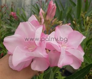Oleander Pastel Pink