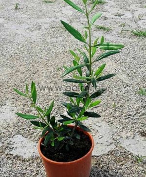 Olea europaea Elit-5  Ausgewählte winterharte Olivensorte Elit-5 von Botanischem Garten - Plovdiv, Bulgarien