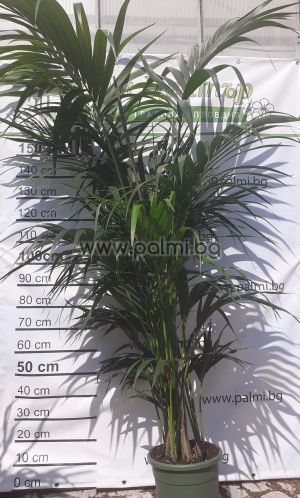 Howea, Kentia palm