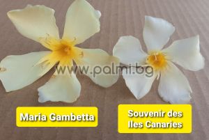 Олеандър, жълт, сорт 'Souvenir des Iles Canaries'