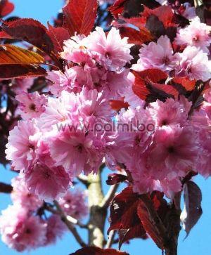 Prunus serrulata 'Royal Burgundy', Японска вишна с червени листа, хибрид Роял Бургунди