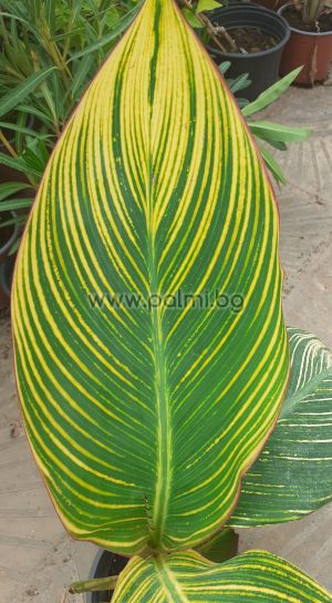 Индийска кана с шарени листа,Canna indica