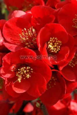 Japanese quince Nicoline