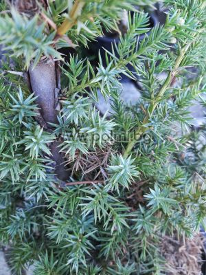 Скалиста хвойна"Син ангел"-Juniperus scopulorum 'Blue Angel'