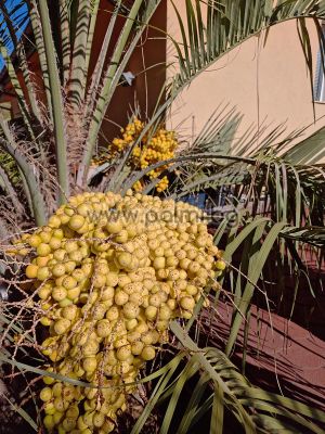 Butia odorata, 15 пресни плода от палма Бутия
