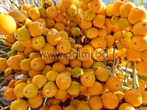 Butia odorata, 15 пресни плода от палма Бутия