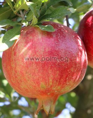 Pomegranate variety Hicaz
