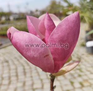 Saucer magnolia Rustica Rubra