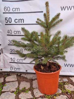 Blue Spruce, Picea Pungens Glauca