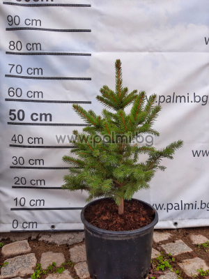 Blue Spruce, Picea Pungens Glauca