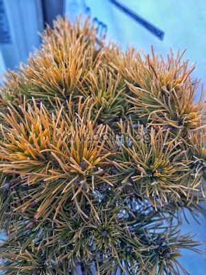 Златист, кълбовиден бор Pinus mugo "Winter Gold"
