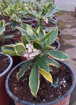 Зимноцъфтящо Дафне ,Daphne odora 'Aureomarginata' (Winter Daphne)