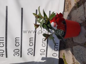 Дипладения,Сандевила (Мандевила) с червени цветове