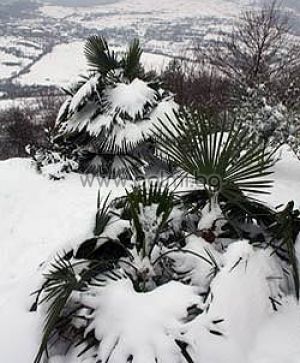 Trachycarpus 'Bulgaria', Легендарните палми Трахикарпус 