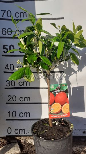 Zitronenbaum, rot