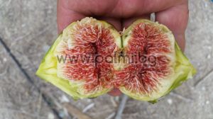 Ficus carica Brogiotto Nero, Смокиня Броджото Неро