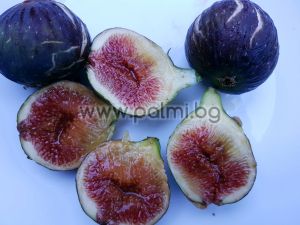 Ficus carica Brogiotto Nero, Смокиня Броджото Неро