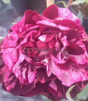 Хибридна  роза биколор , Ароматна