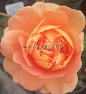 Английска роза, Дамата от Шалот , Силно Ароматна