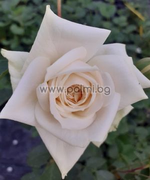 Катерлива  роза Бяла , Ароматна