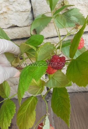 Raspberry  Dolomia Puls ®