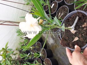 Nerium oleander  Narrance  Balerina