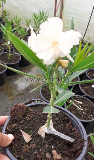Nerium oleander  Narrance  Balerina