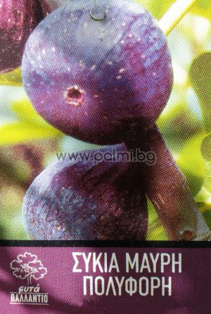 Fig variety Mavri Polyphori M