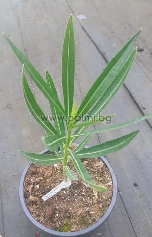 Nerium oleander  Persica