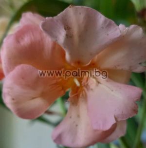 Олеандър,Oleander Persica