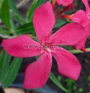 Oleander Ruby Lace
