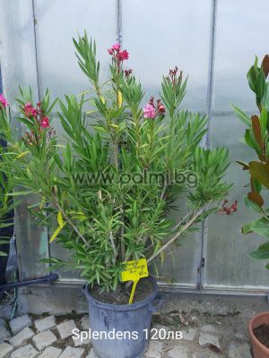 Oleander double pink, scented, 'Splendens'