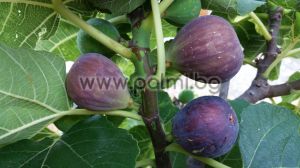 Fig variety Hardy Chicago