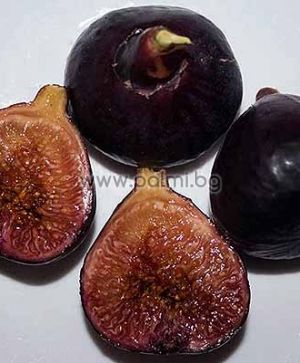 Fig variety Black Donov
