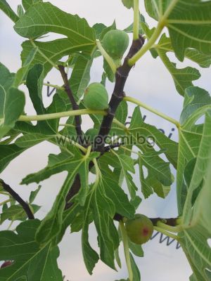 Fig variety Black Donov