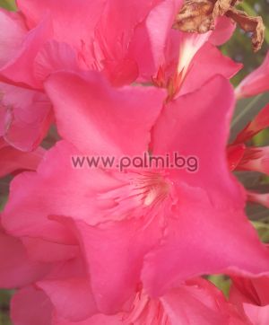Oleander dark pink, cold hardy, Italia Lolipop M