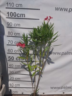 Nerium oleander Calypso