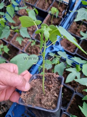Carica papaya Formosa, Папая сорт "Формоза" (Пъпешово дърво)
