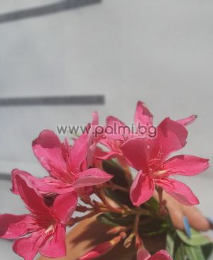 Nerium Oleander Pink Szimpla