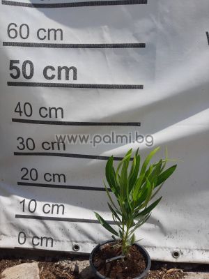 Олеандър,Nerium Oleander Csilam