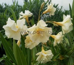 Oleander 'Luteum Plenum', Double Yellow, scented