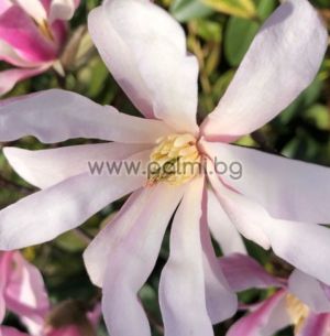 Звездовидна Магнолия- Magnolia stellata 'Rosea'