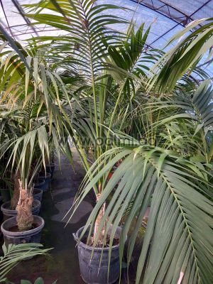 Howea, Kentia palm
