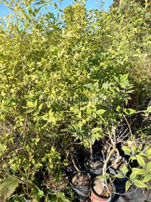 Yellow jasmine, Jasminum humile ‘Revolutum' 